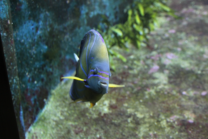 Marineland - Aquarium - 083